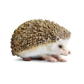 Hedgehog Toy-0