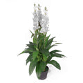 Artifical Orchid Plant 100cm White 100cm Plants Flowers