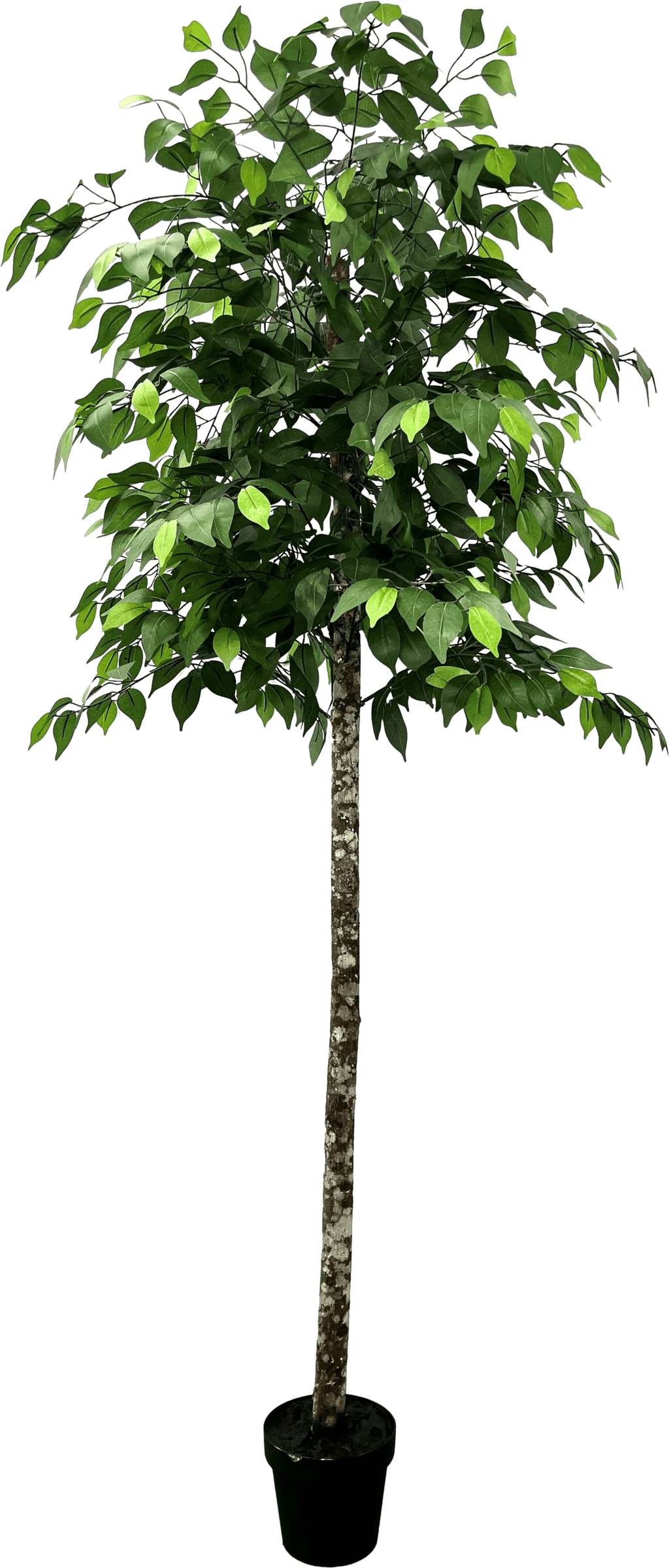 6.5' Premium Artificial Ficus Tree With Real Wood Trunk-5