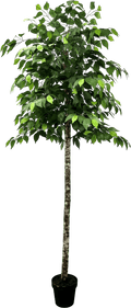 6.5' Premium Artificial Ficus Tree With Real Wood Trunk-5