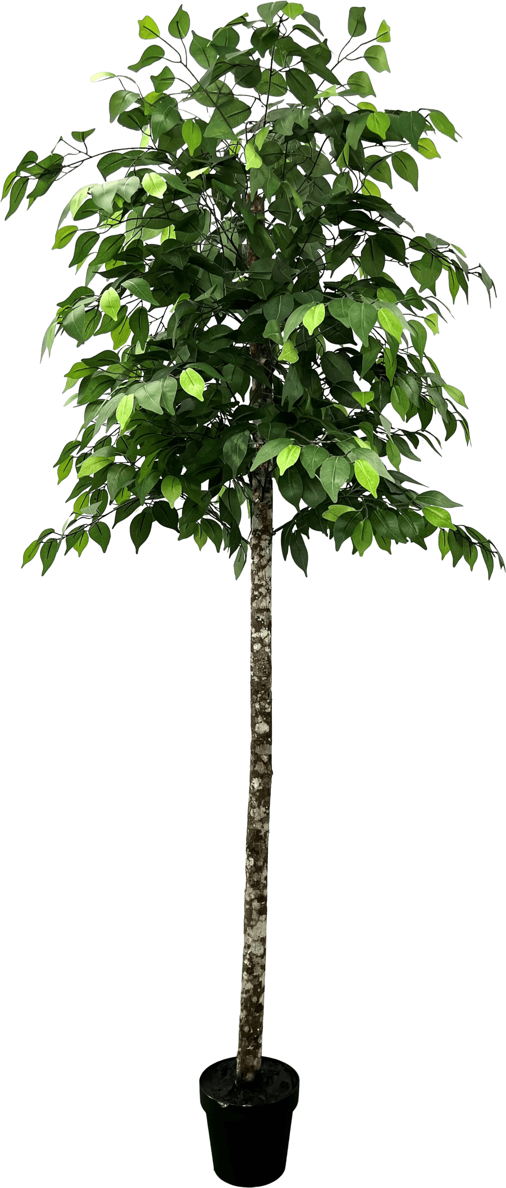 6.5' Premium Artificial Ficus Tree With Real Wood Trunk-0