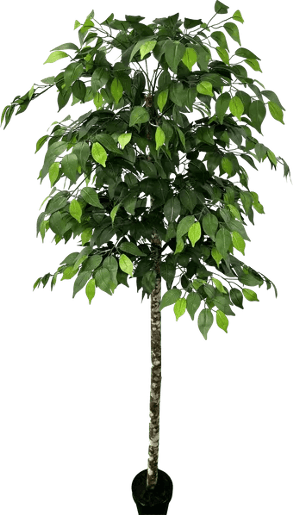 6.5' Premium Artificial Ficus Tree With Real Wood Trunk-2