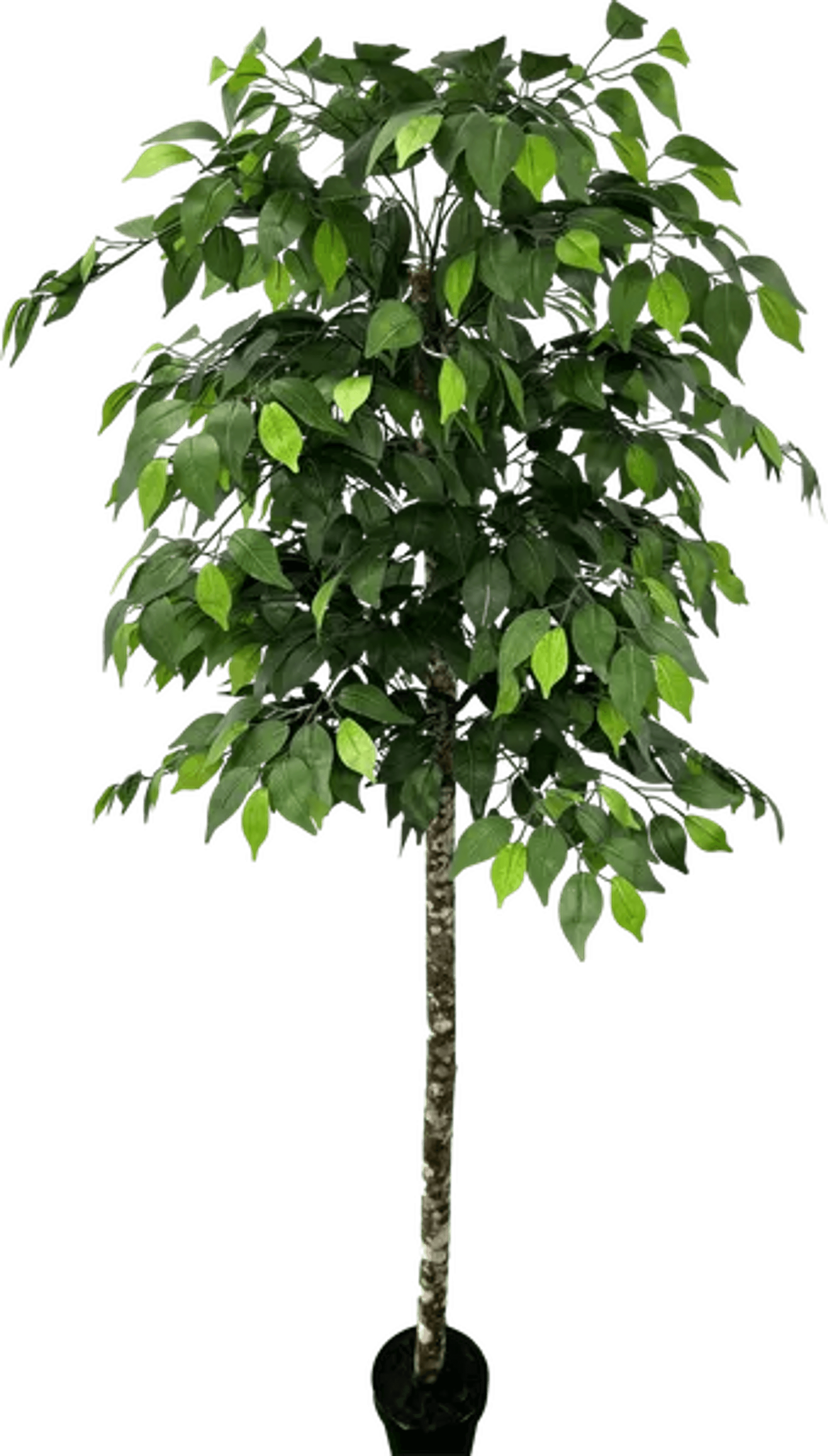 6.5' Premium Artificial Ficus Tree With Real Wood Trunk-2
