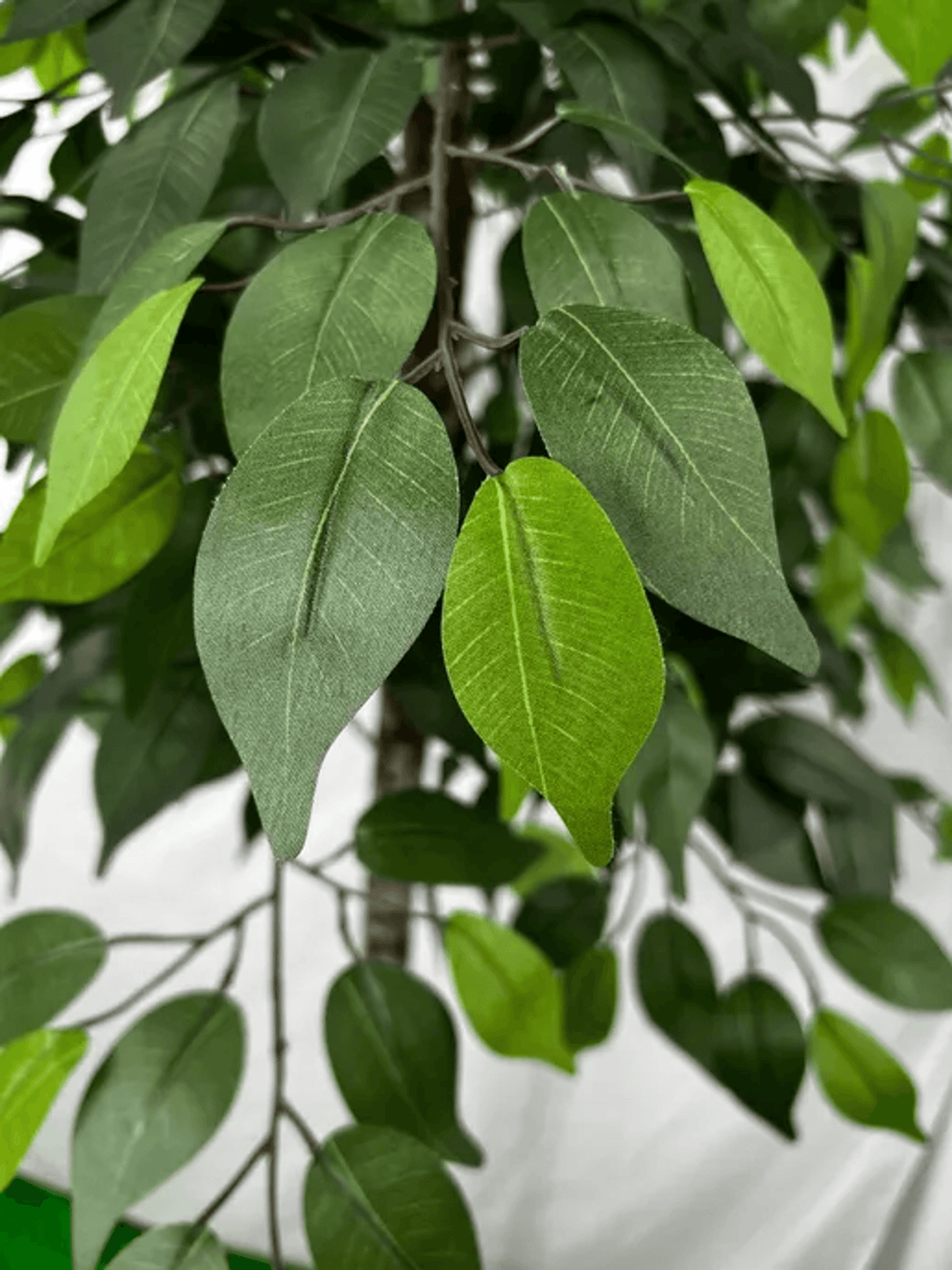 6.5' Premium Artificial Ficus Tree With Real Wood Trunk-3