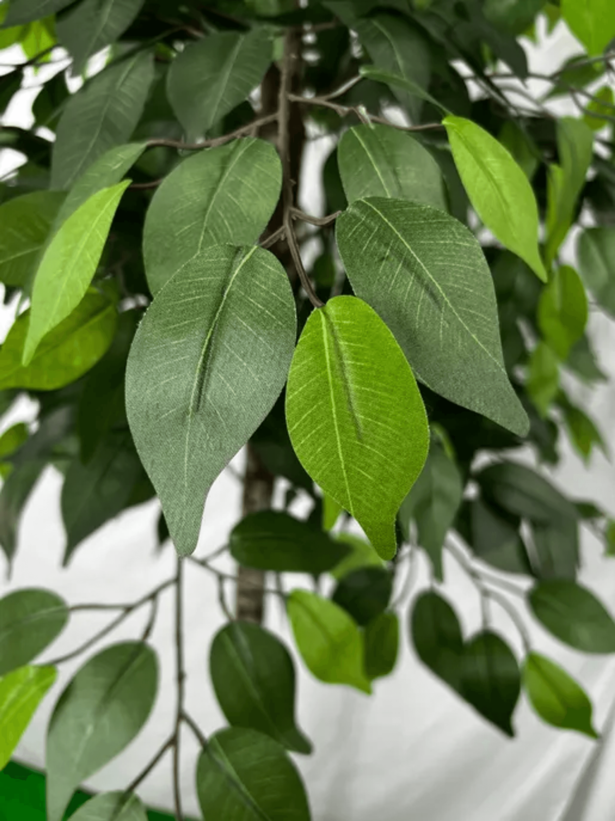 6.5' Premium Artificial Ficus Tree With Real Wood Trunk-3