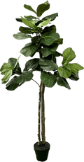 Elegant 5' Designer Artificial Fig Tree With Realistic Wood Trunk-5