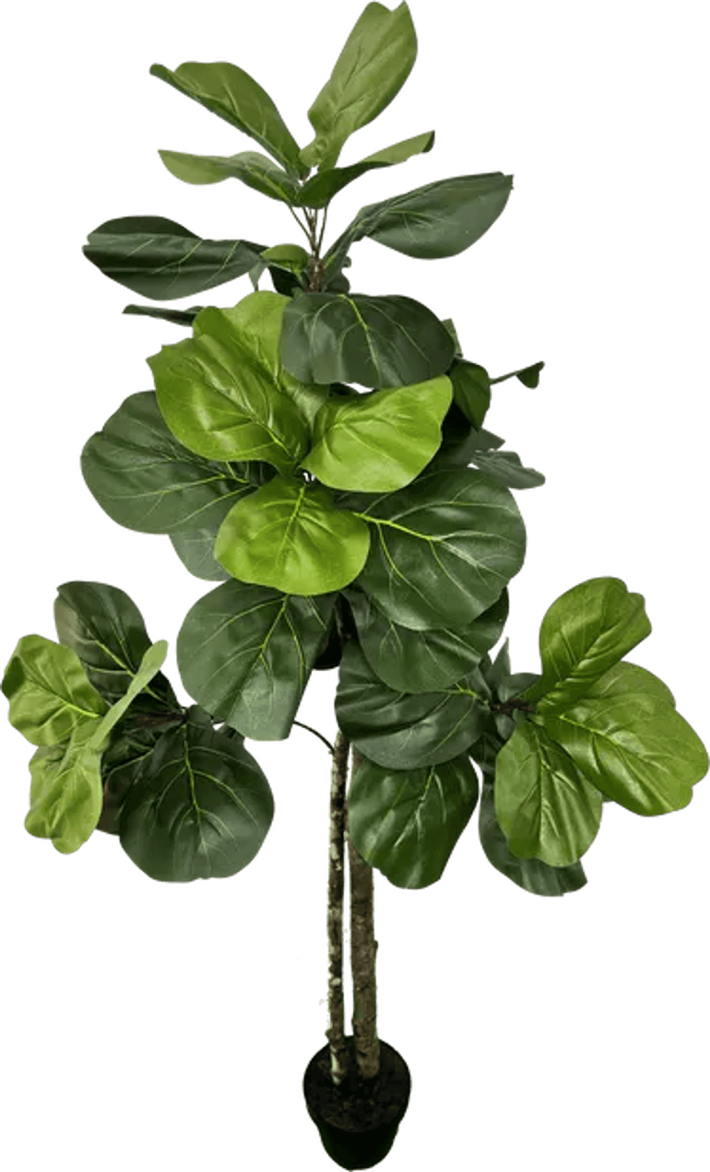Elegant 5' Designer Artificial Fig Tree With Realistic Wood Trunk-3
