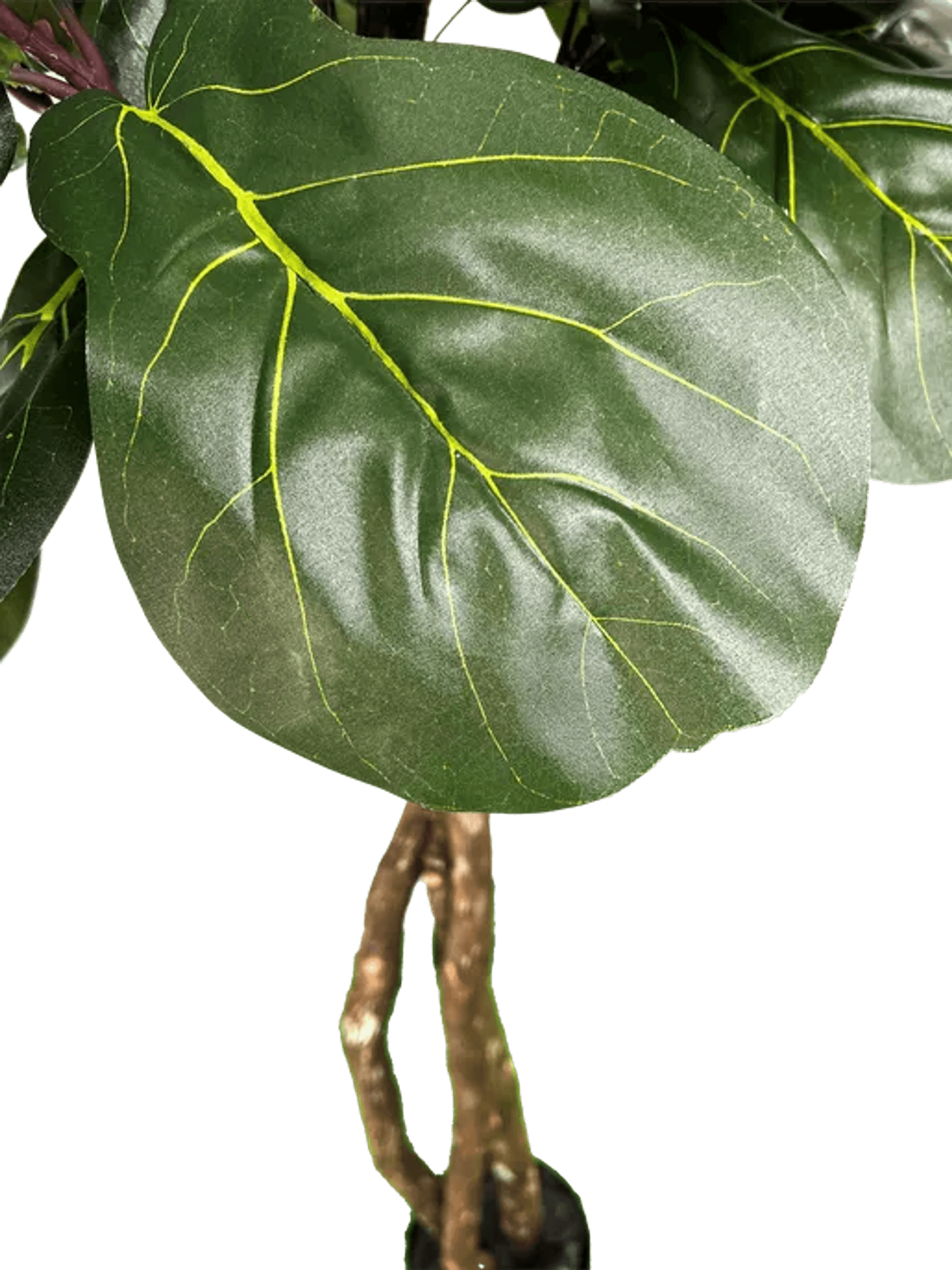 6' Designer Artificial Fig Tree With Realistic Leaves
