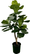 3' Realistic Designer Artificial Fig Tree With Wood Trunk-5