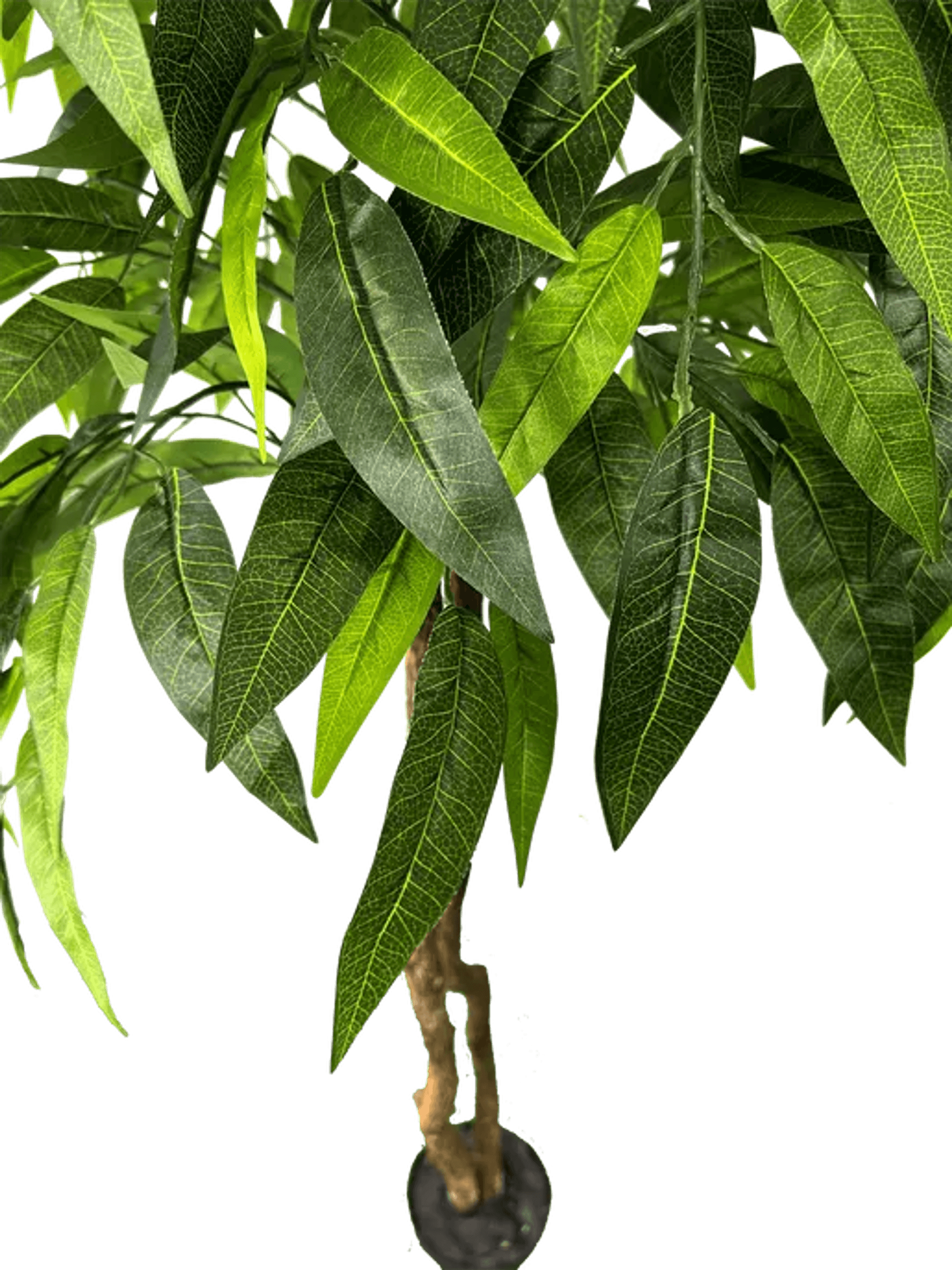 6' Premium Artificial Dragonwood Mango Tree-3