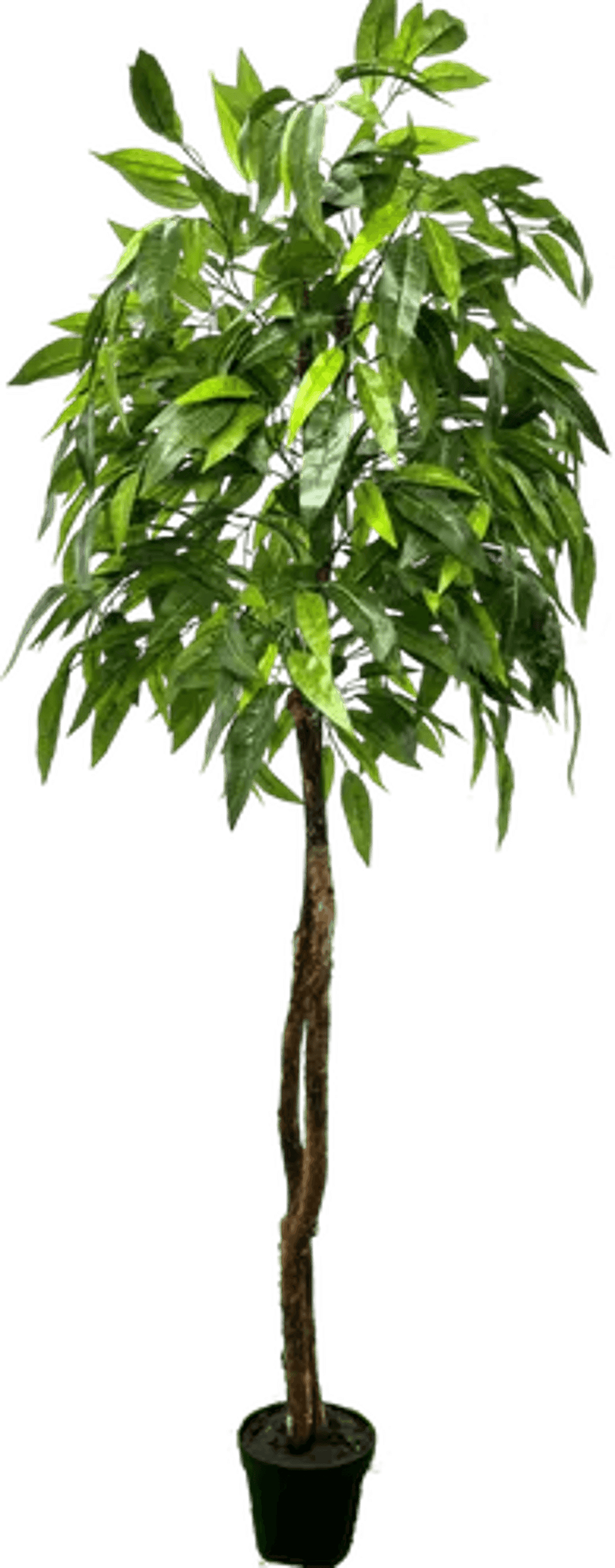 6' Premium Artificial Dragonwood Mango Tree-4