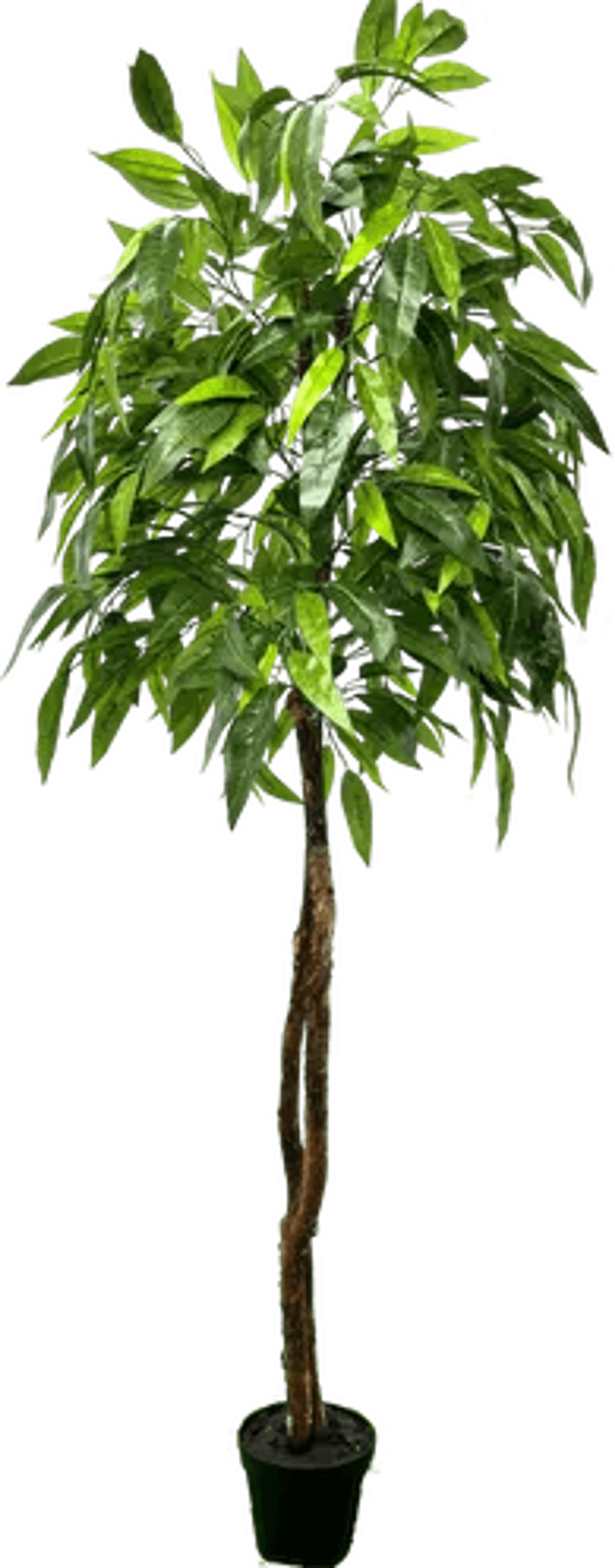 6' Premium Artificial Dragonwood Mango Tree-4