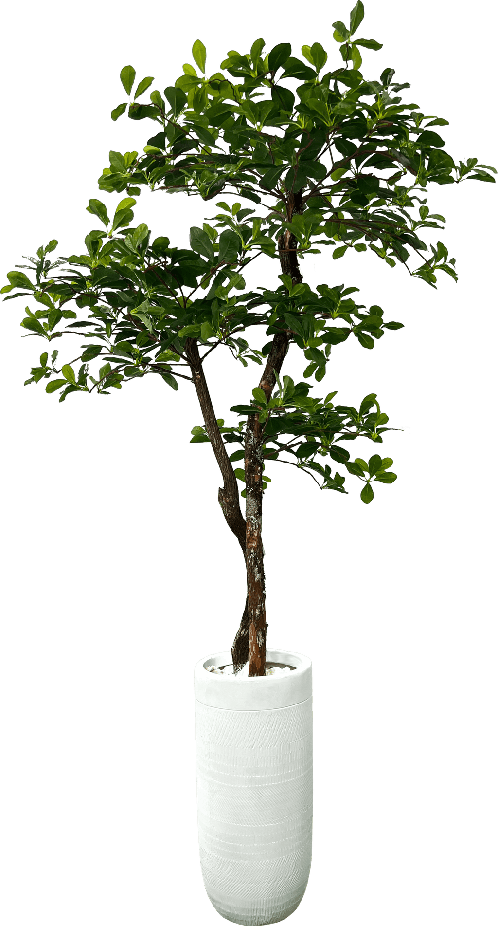 Lifelike 5' Artificial Black Olive Tree For Elegant Decor-5
