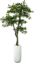 Lifelike 5' Artificial Black Olive Tree For Elegant Decor-5