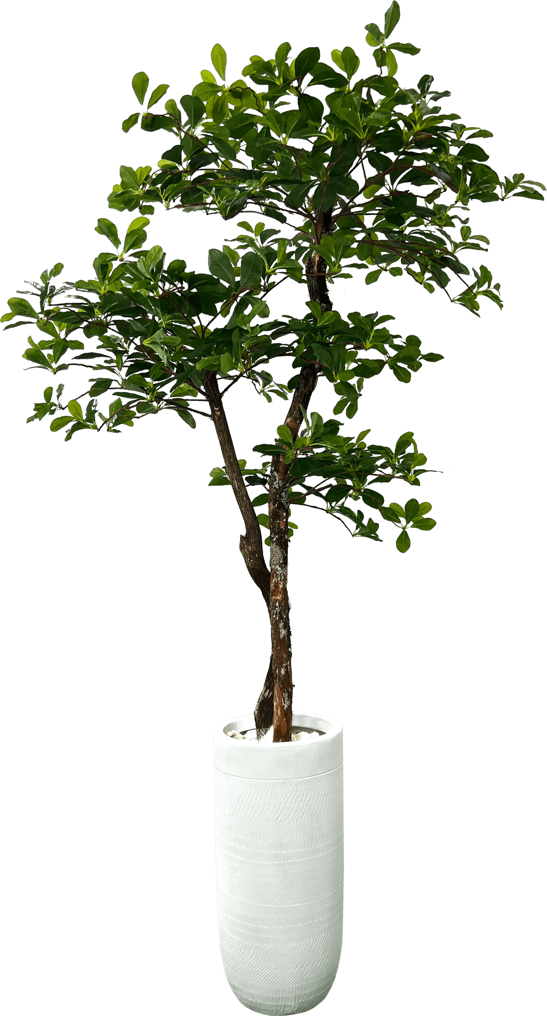 Lifelike 5' Artificial Black Olive Tree For Elegant Decor-1