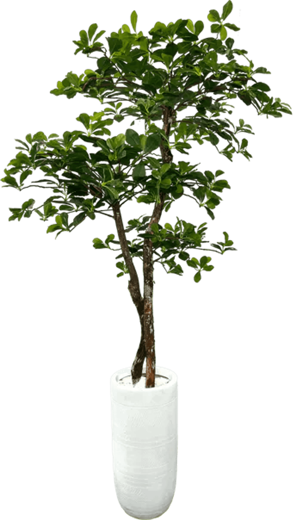 Lifelike 5' Artificial Black Olive Tree For Elegant Decor-2