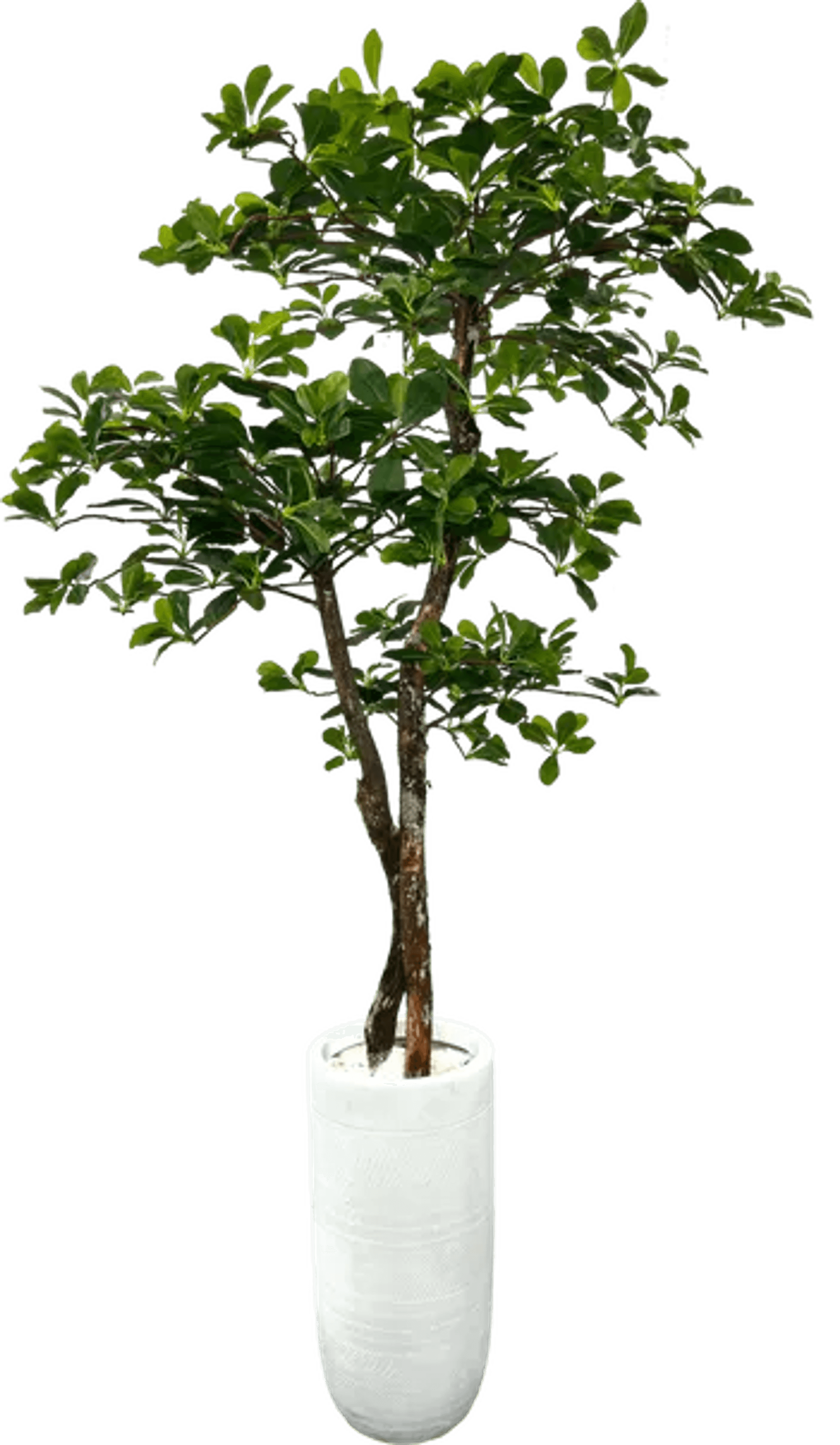 Lifelike 5' Artificial Black Olive Tree For Elegant Decor-2