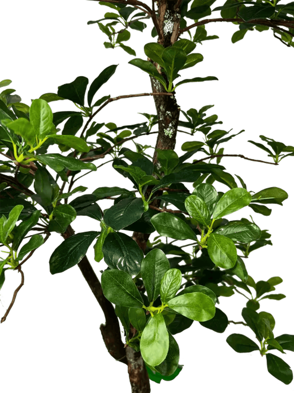 Lifelike 5' Artificial Black Olive Tree For Elegant Decor-3