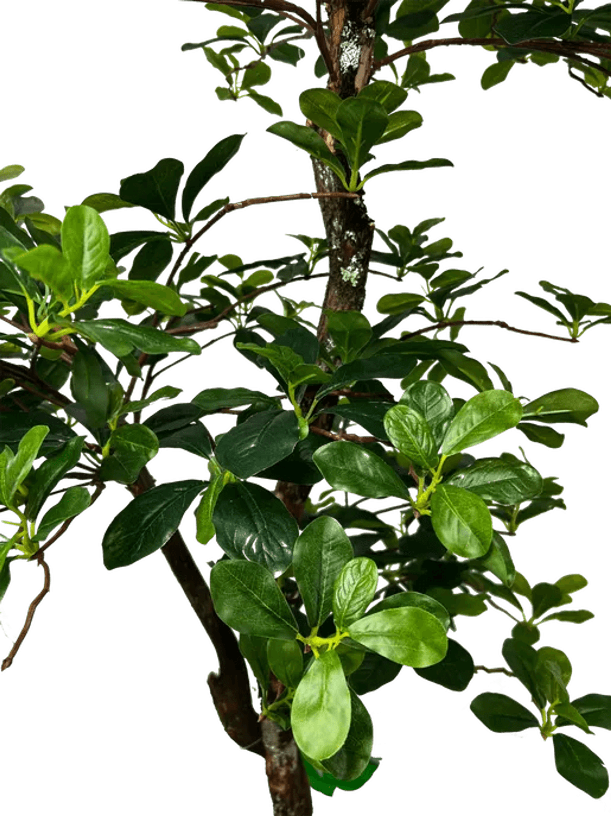 Lifelike 5' Artificial Black Olive Tree For Elegant Decor-3