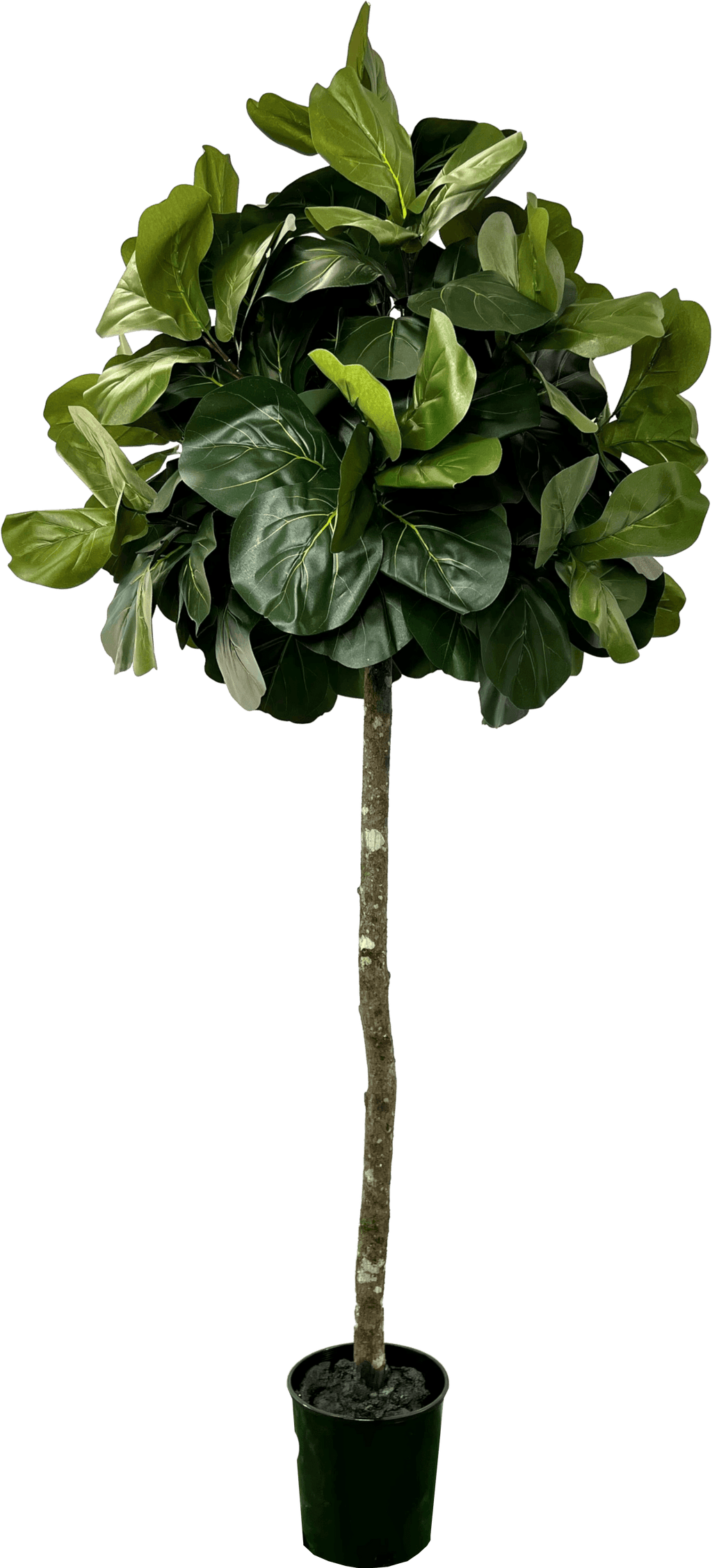 6.5' Lifelike Artificial Topiary Fig Tree In Growers Pot-5
