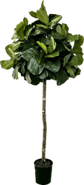6.5' Lifelike Artificial Topiary Fig Tree In Growers Pot-5