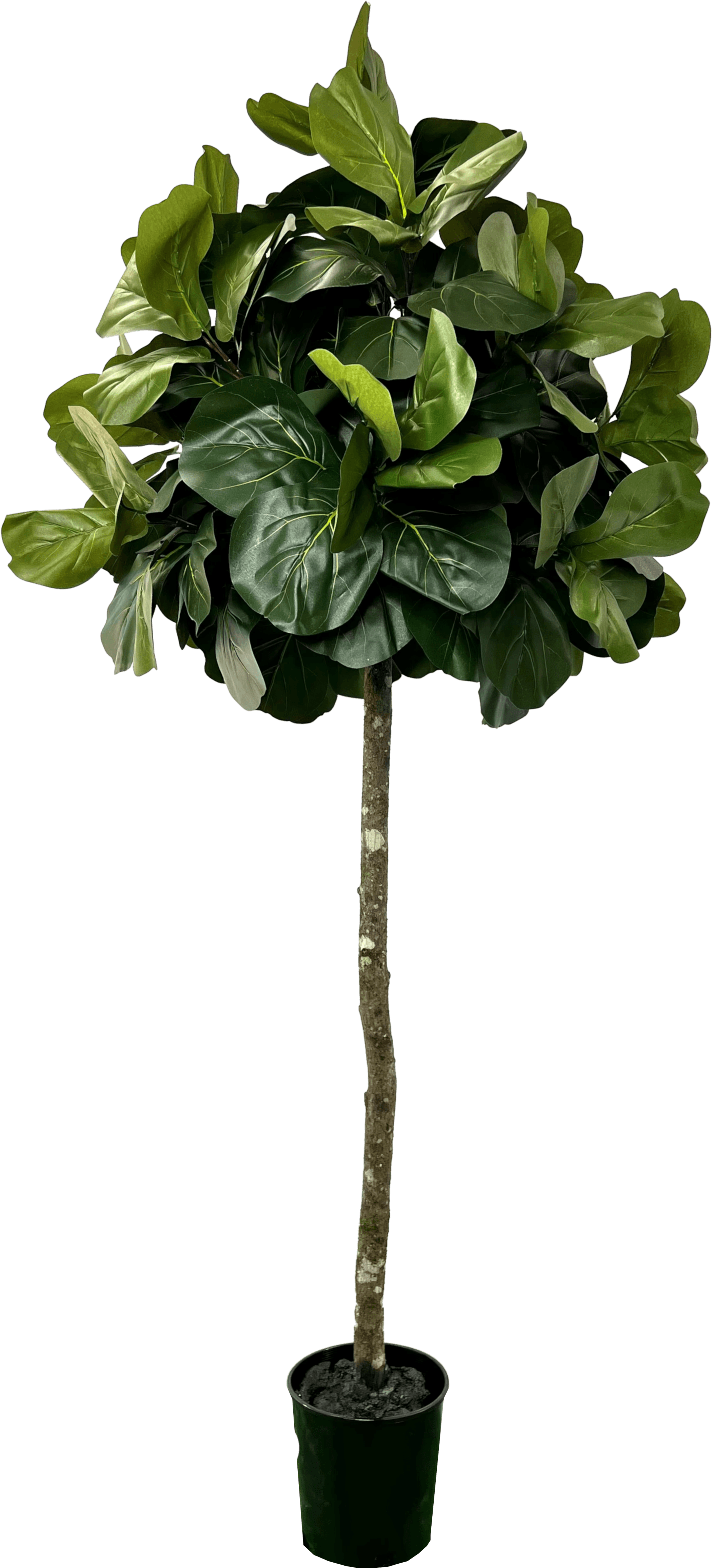 6.5' Lifelike Artificial Topiary Fig Tree In Growers Pot-1