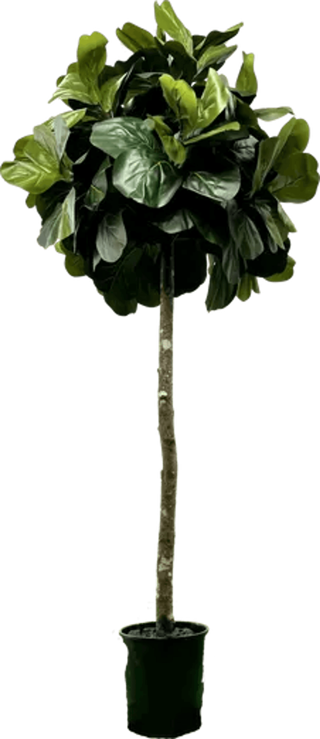 6.5' Lifelike Artificial Topiary Fig Tree In Growers Pot-2
