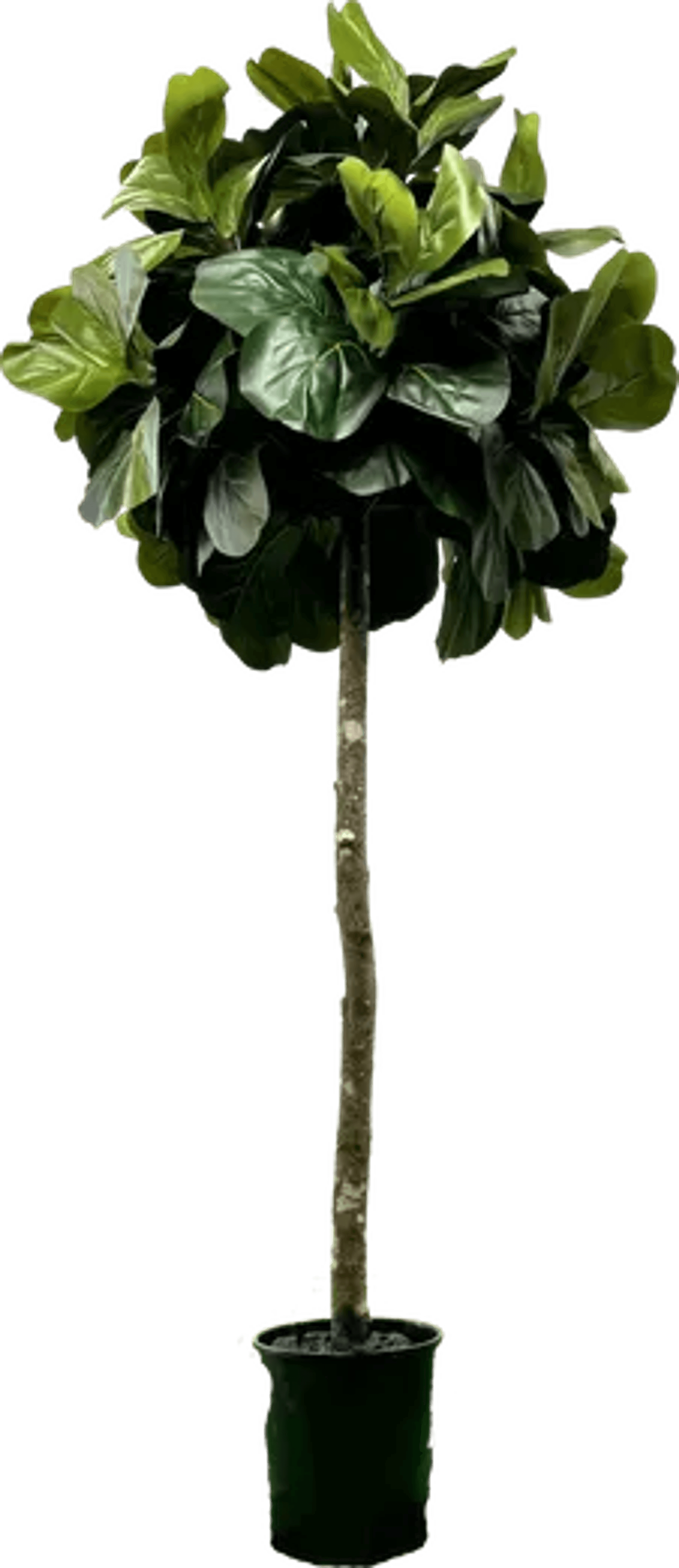 6.5' Lifelike Artificial Topiary Fig Tree In Growers Pot-2