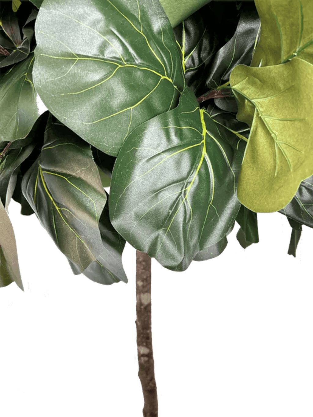 6.5' Lifelike Artificial Topiary Fig Tree In Growers Pot-4