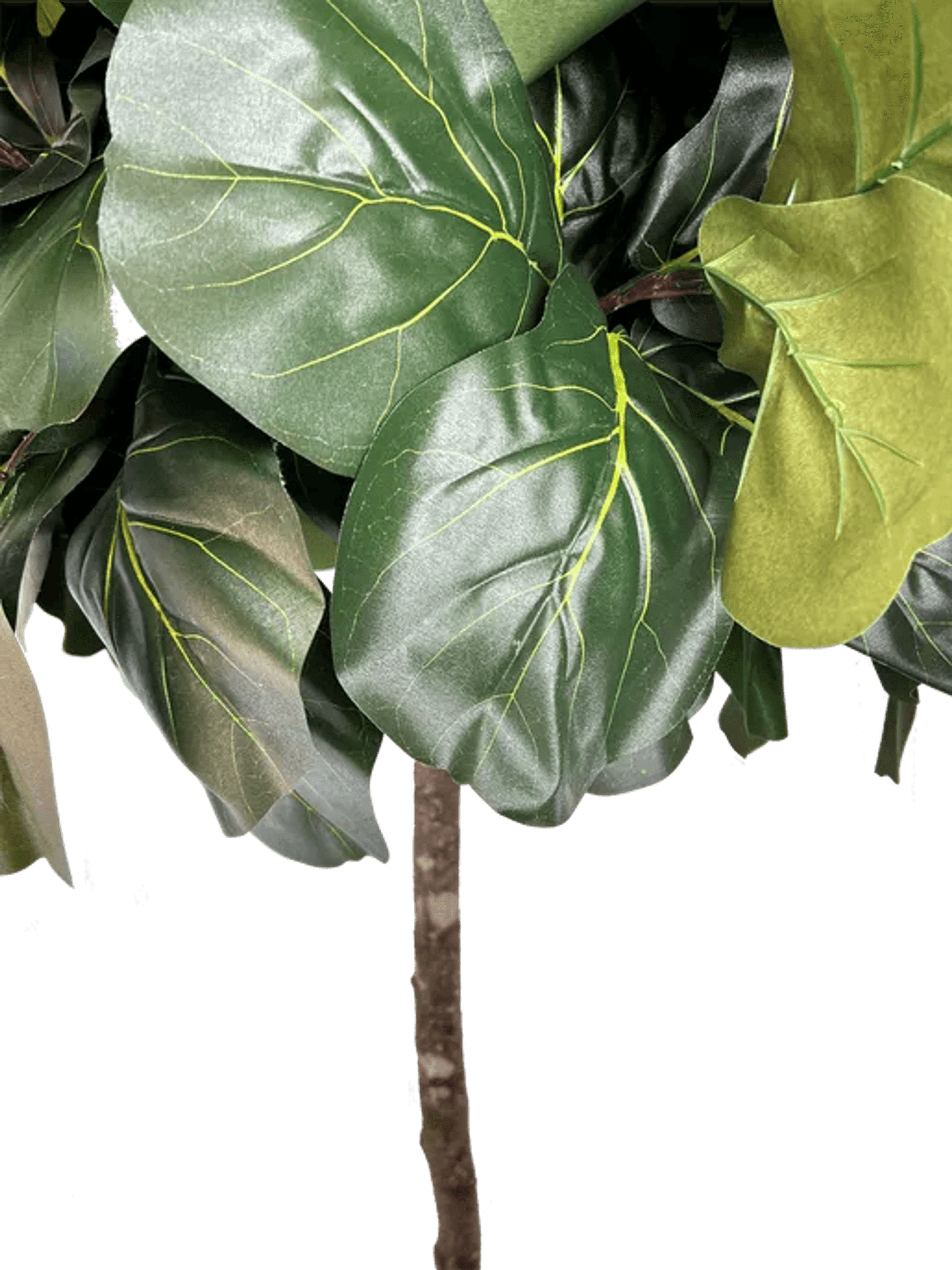 6.5' Lifelike Artificial Topiary Fig Tree In Growers Pot-4