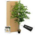 Handcrafted 5' Italian Black Olive Leaf Artificial Tree-5