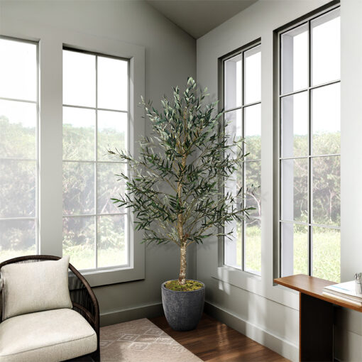 Olive Tree in Planter 7.5'-3