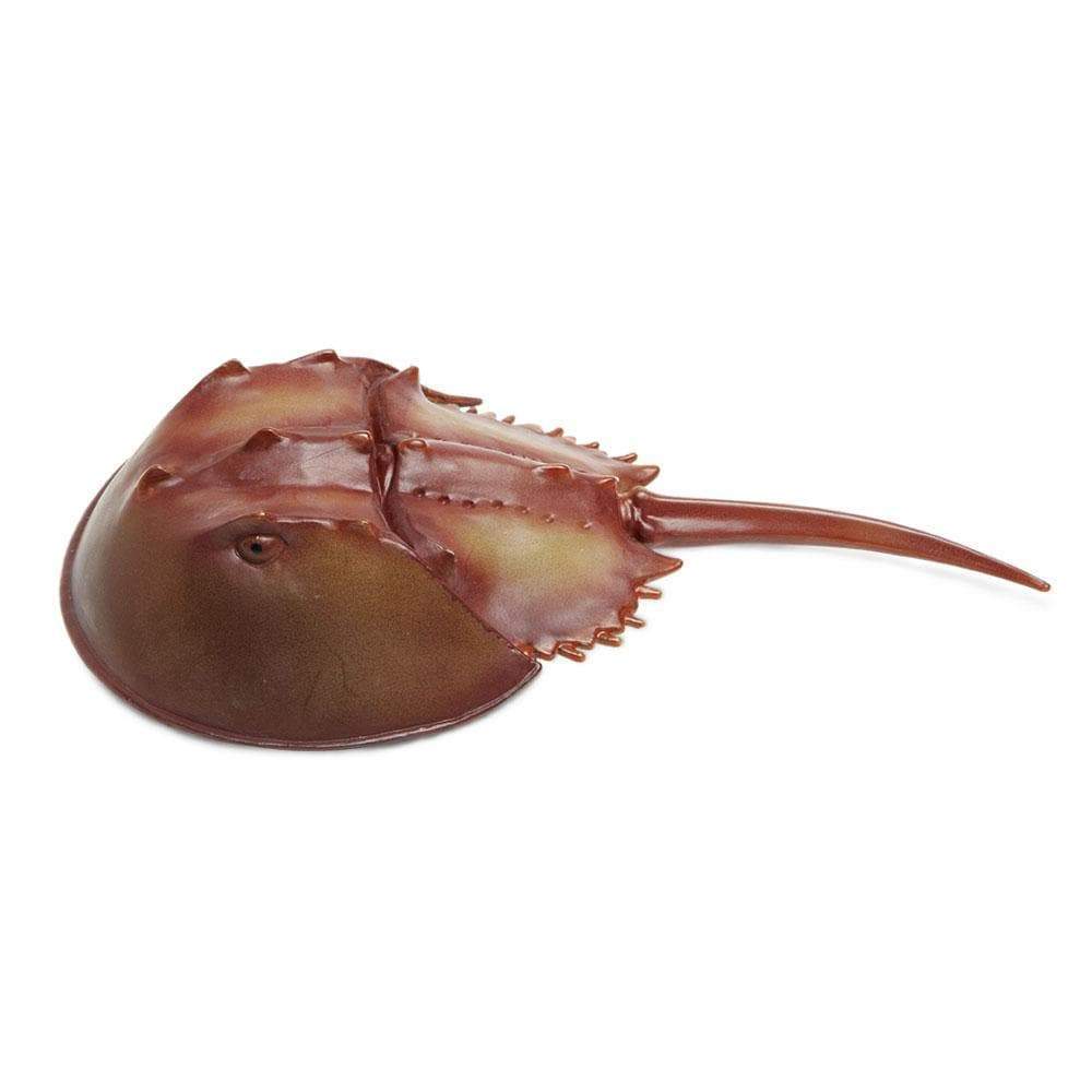 Horseshoe Crab-4