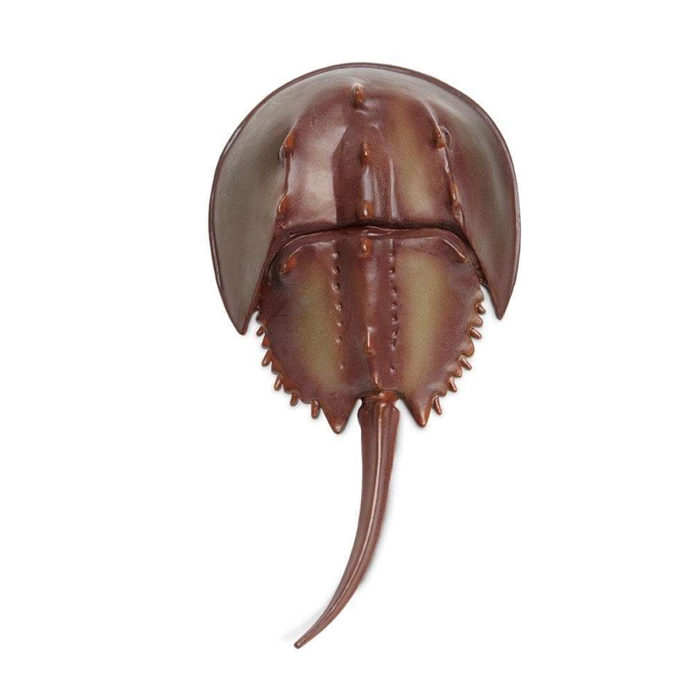 Horseshoe Crab-3