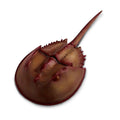 Horseshoe Crab-0