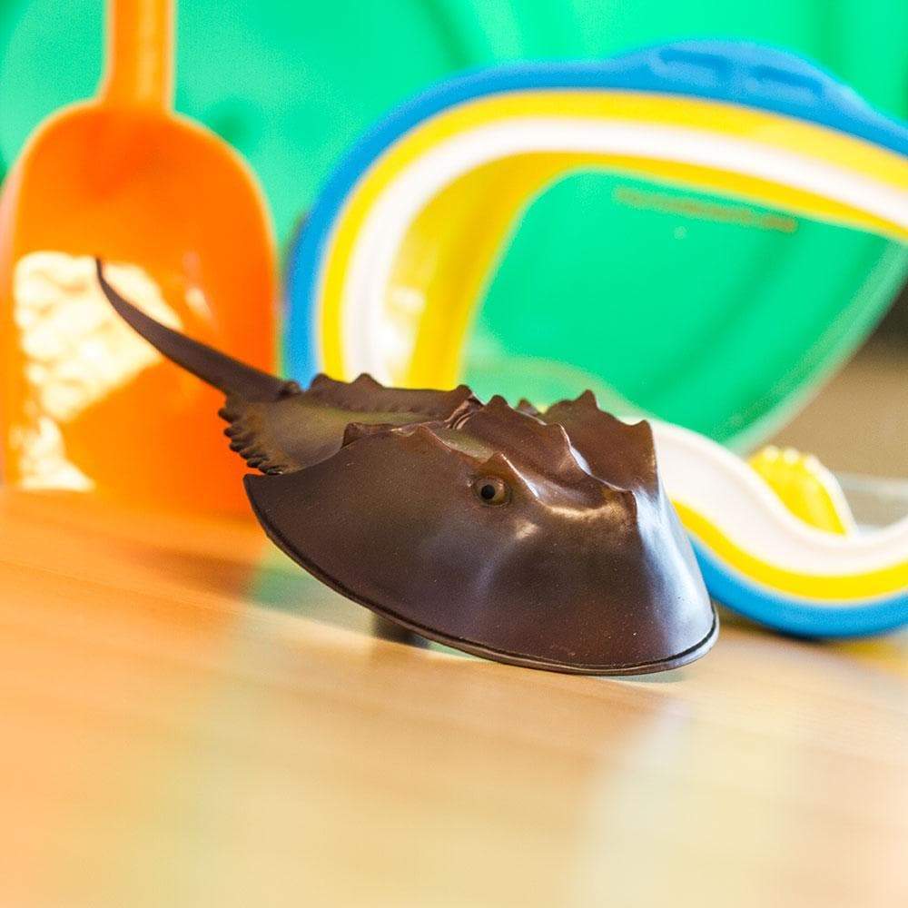 Horseshoe Crab-1