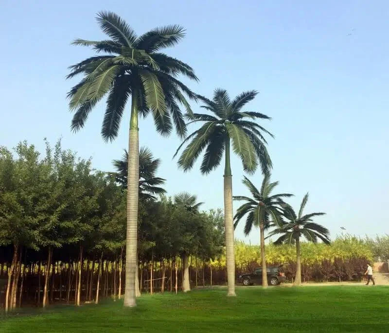 Royal Palm Artificial Tree 13ft–23ft – UV Resistant (10–12 Week Lead Time)-2