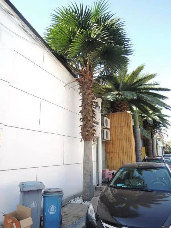 Mexican Fan Palm Artificial Tree 13ft–23ft – UV Resistant (10–12 Week Lead Time)-3