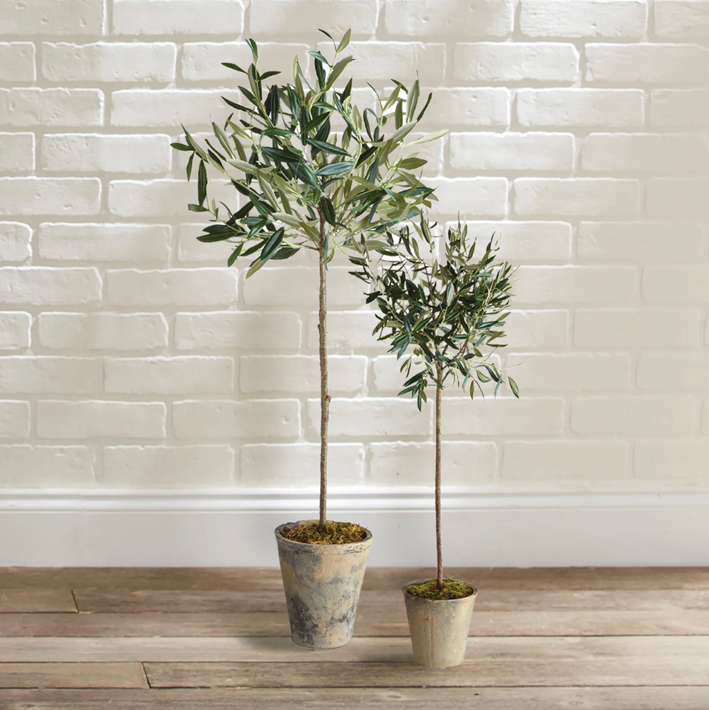 Olive Tree Potted-2