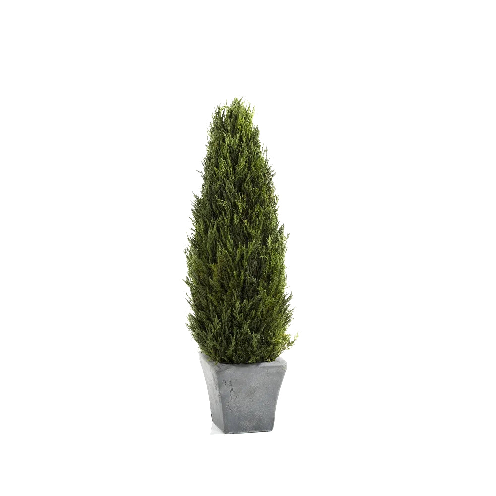 Preserved Cypress Tree Topiary-1