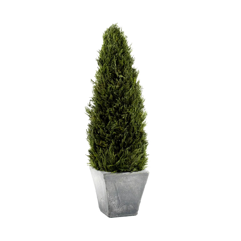 Preserved Cypress Tree Topiary-0