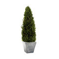 Preserved Cypress Tree Topiary-0