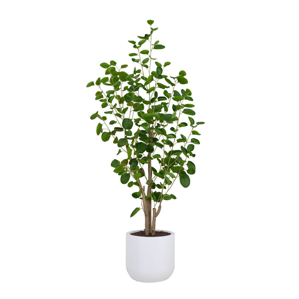 Artificial Eucalyptus Tree with White Pot-0