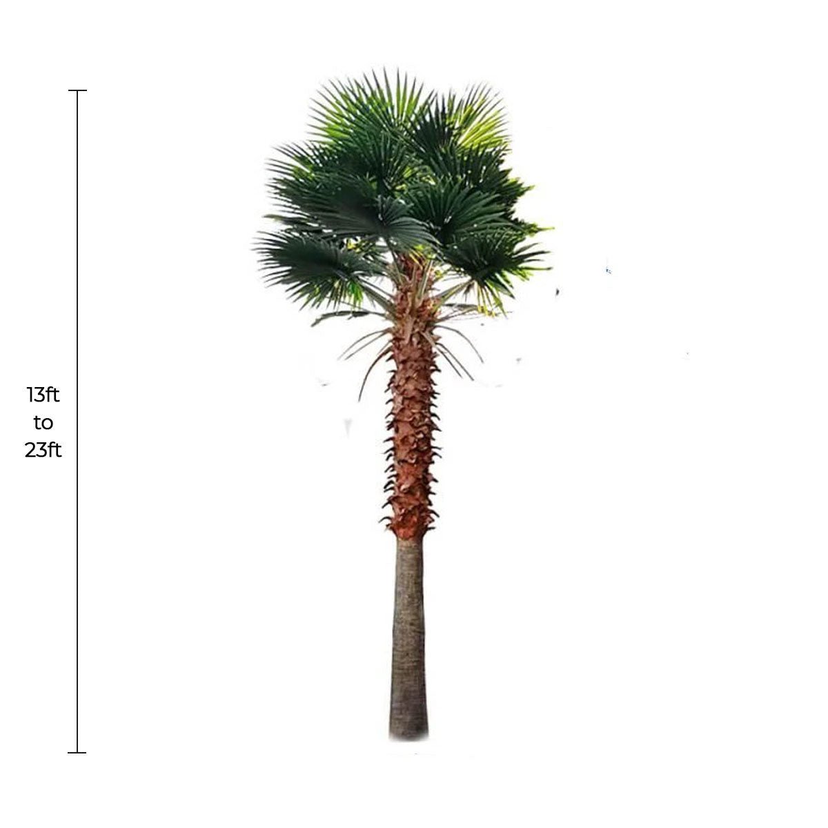 Mexican Fan Palm Artificial Tree 13ft–23ft – UV Resistant (10–12 Week Lead Time)-1