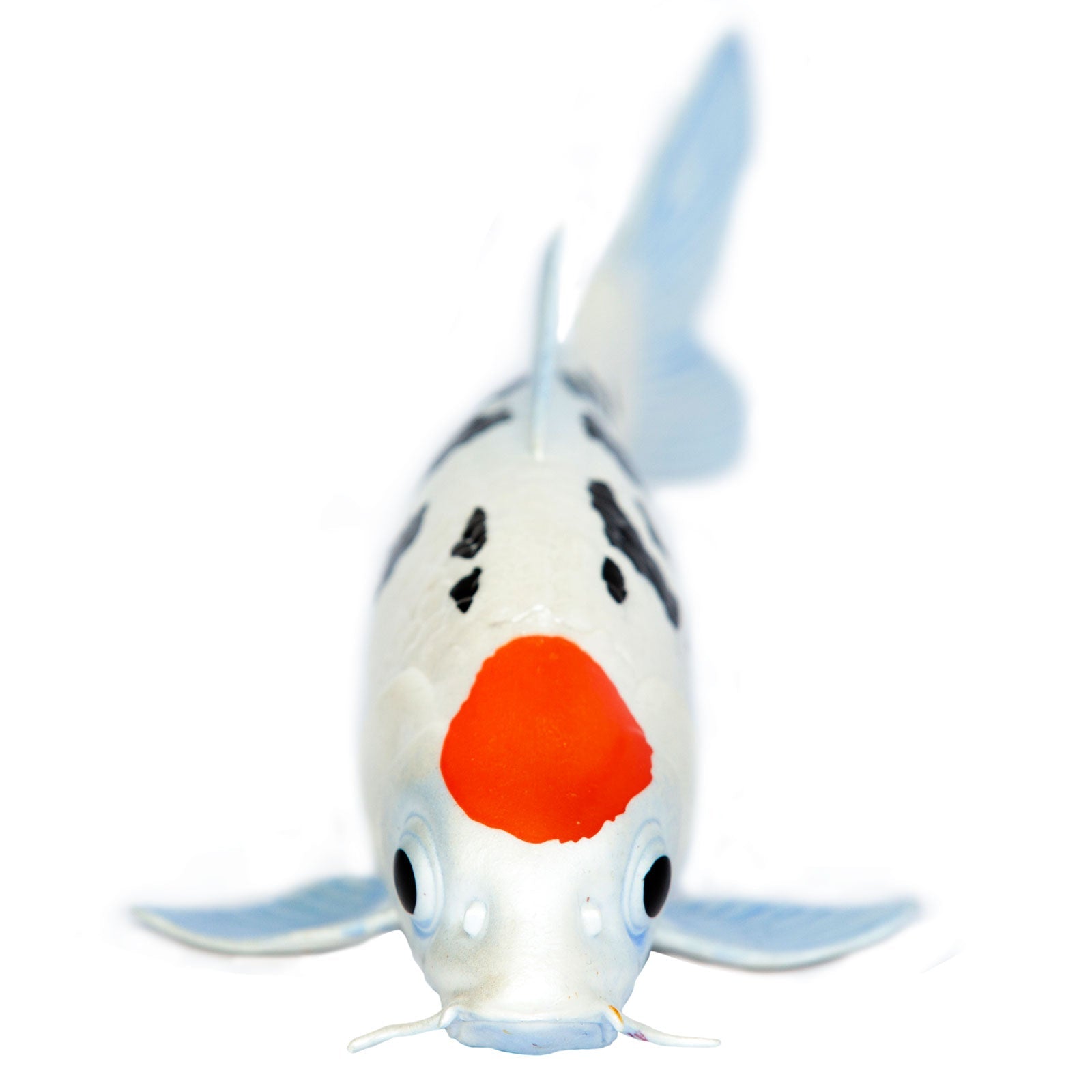 Koi Fish - Tancho Toy-2