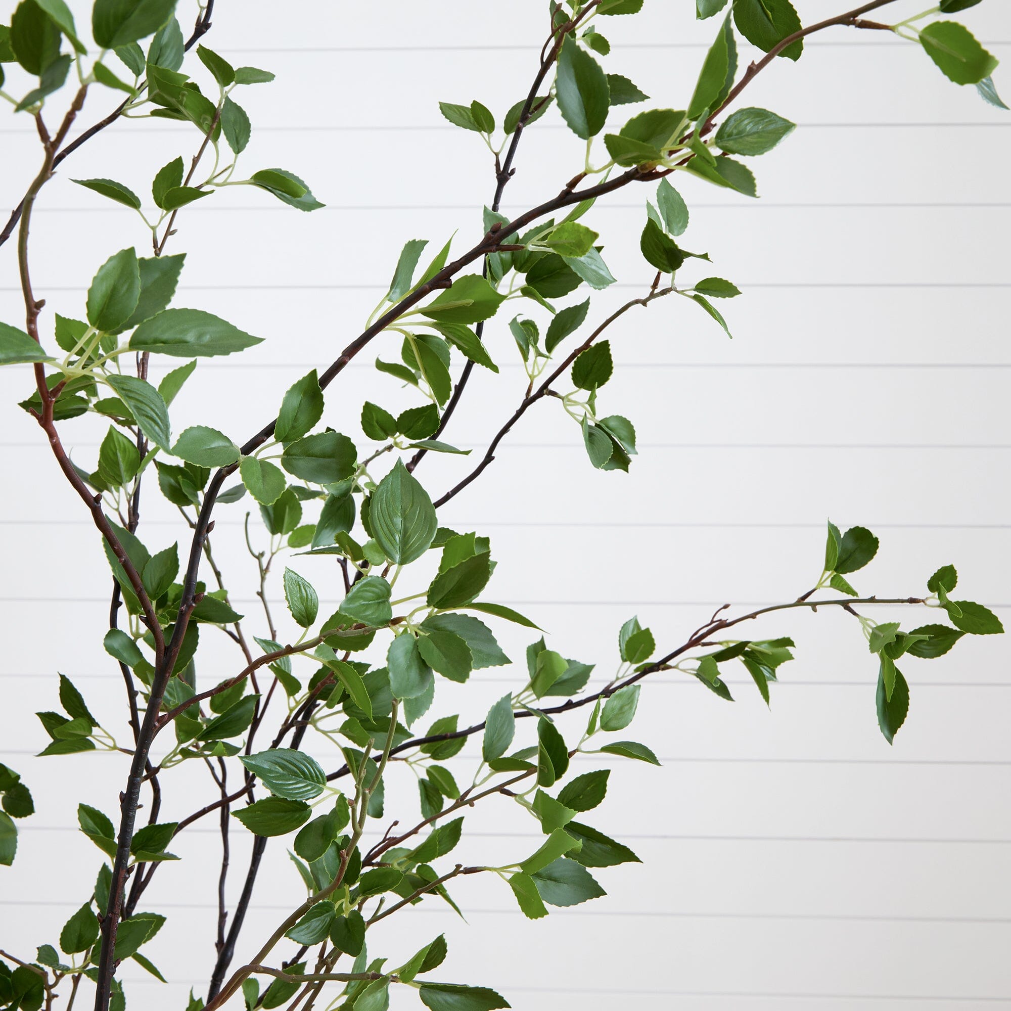 Minimalist Artificial Citrus Tree - 7'-1