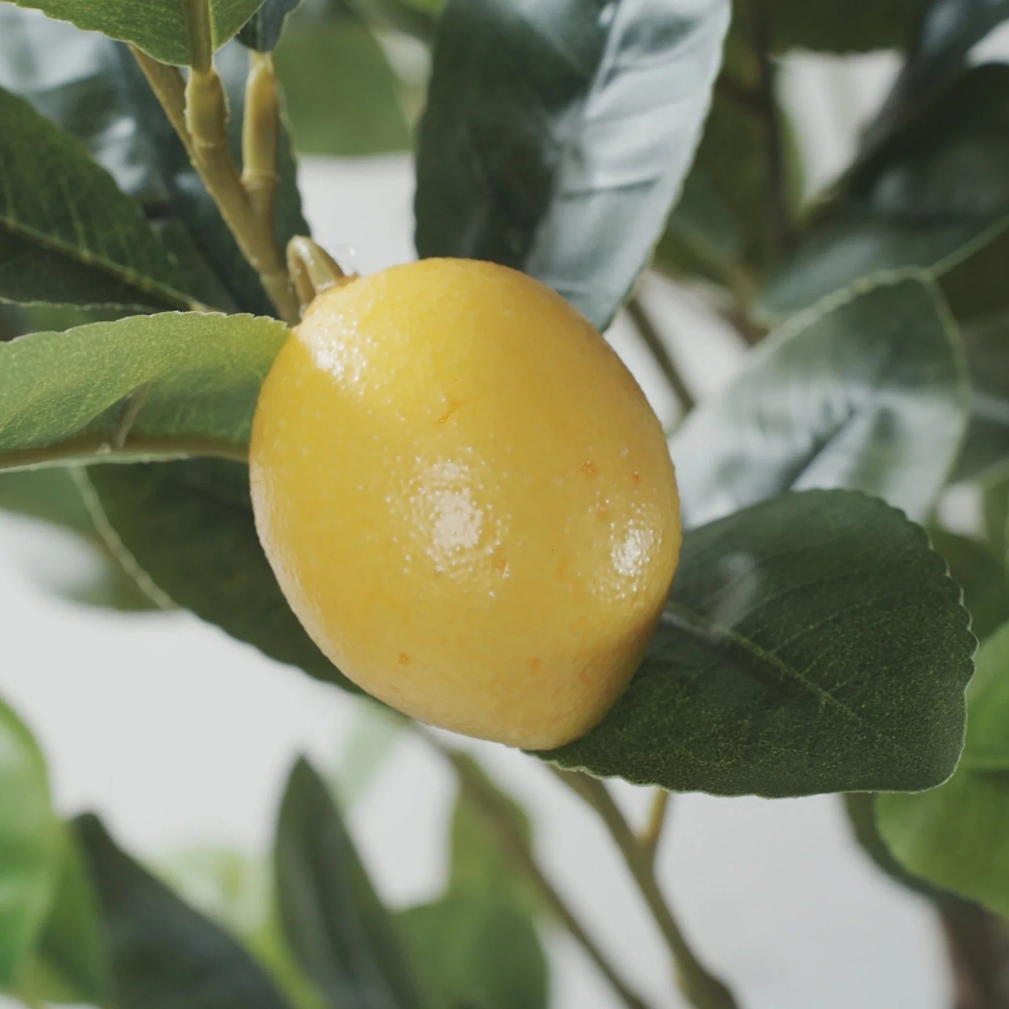 Lemon Artificial Tree 63.0in-4