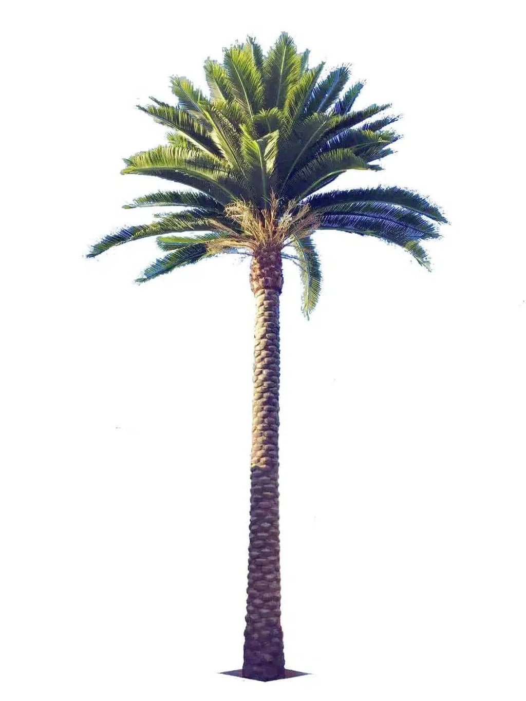 Florida Palm Artificial Tree 13ft–23ft – UV Resistant (10–12 Week Lead Time)-0