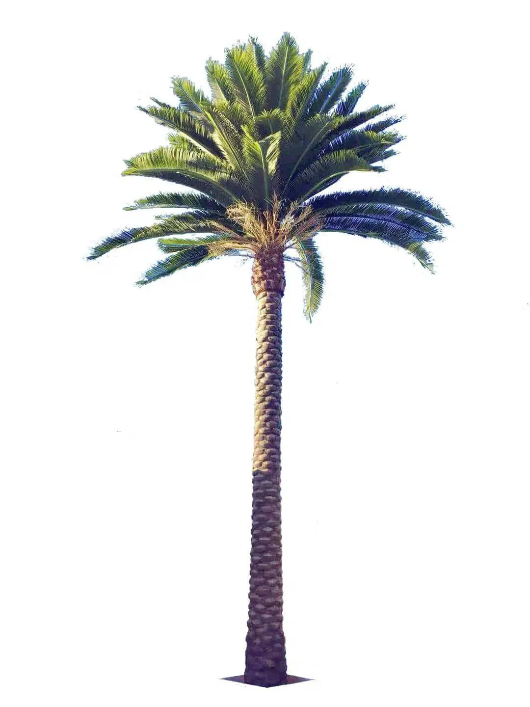 Florida Palm Artificial Tree 13ft–23ft – UV Resistant (10–12 Week Lead Time)-0