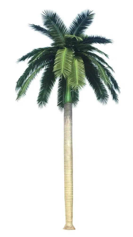 Royal Palm Artificial Tree 13ft–23ft – UV Resistant (10–12 Week Lead Time)-0